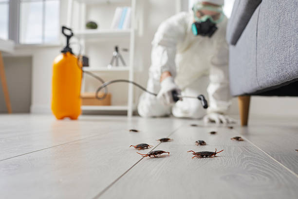 Post-Treatment Bed Bug Interceptor Monitoring in Mosheim